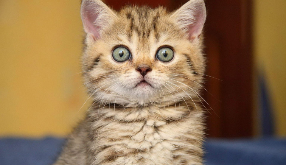 ��������� ���